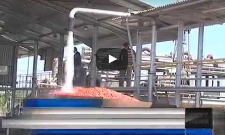 Ηλεία: Μεταξύ 13 και 18 Ιουλίου ανοίγουν τα εργοστάσια ντομάτας