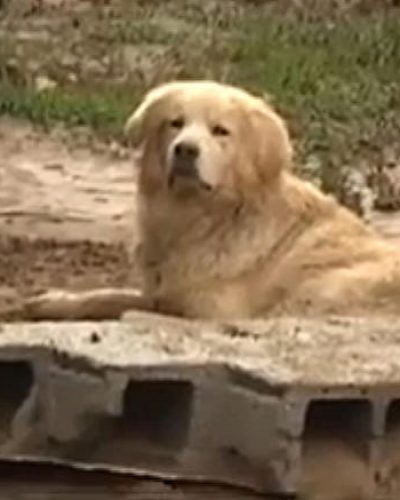 Λακωνία: Σκύλος δεν άφηνε τους διασώστες να πάρουν το νεκρό αφεντικό του