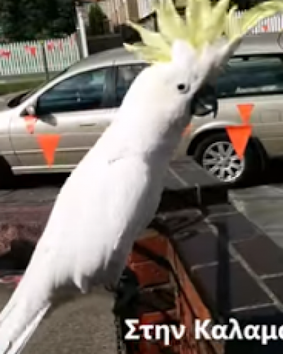 Παπαγάλος στην Αυστραλία τραγουδάει… «Σαν πας στην Καλαμάτα»