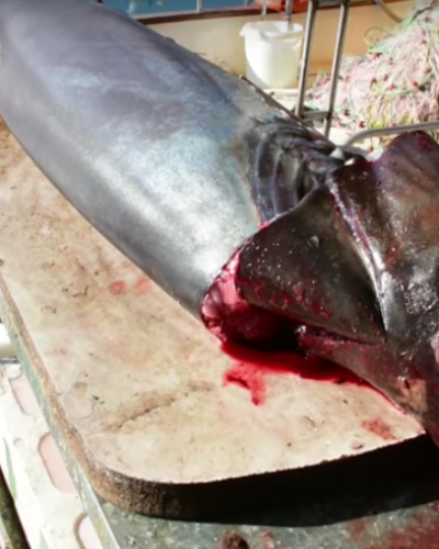 Νέα Κίος: Ψάρεψαν και δεύτερο καρχαρία μέσα σε δύο μέρες