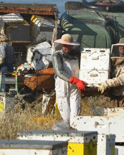 Επιδρομή μελισσών στο Αργος: Ανατροπή φορτηγού με μελίσσια [βιντεο-φωτο]