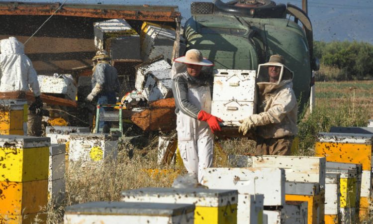 Επιδρομή μελισσών στο Αργος: Ανατροπή φορτηγού με μελίσσια [βιντεο-φωτο]