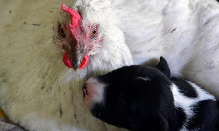 Κότα «υιοθέτησε» νεογέννητο κουταβάκι στο Ναύπλιο